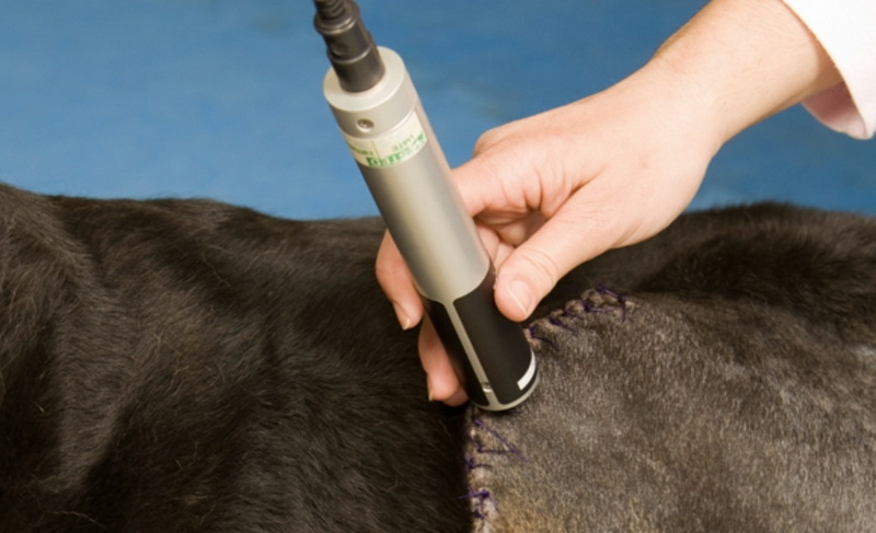 red light therapy device for veterinarians_2