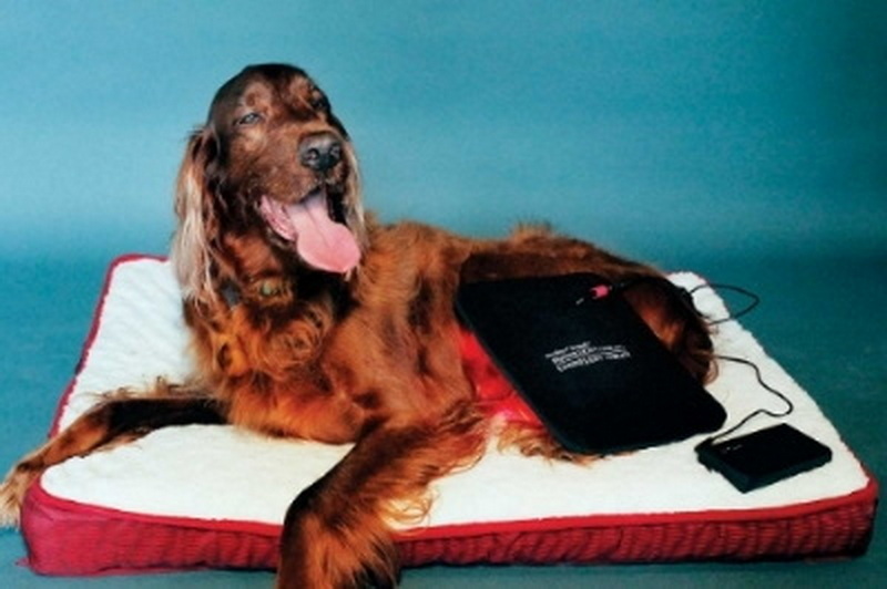 red light therapy device for dogs_2