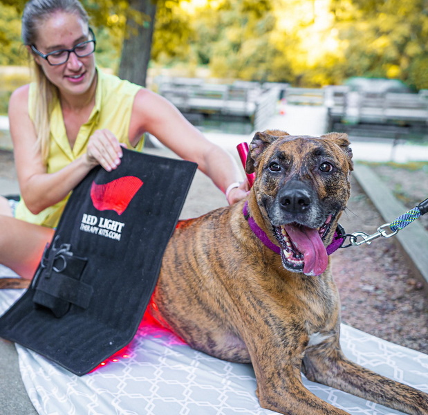 best red light therapy device for dog cruciate ligament_2