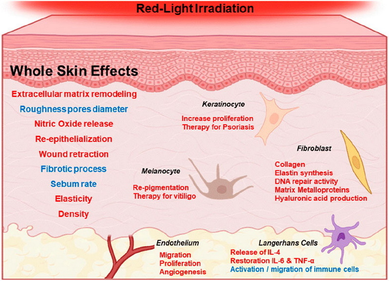 quantum rejuvenation introductory sale red light therapy device_1