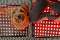 //ikrorwxhjpnrlq5p.ldycdn.com/cloud/lmBprKrjlpSRklmmkqnkkq/Top-10-Red-Light-Therapy-For-Dog-Manufacturers-Global.jpg