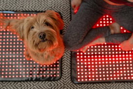 Top 10 Red Light Therapy For Dog Manufacturers Global.jpg