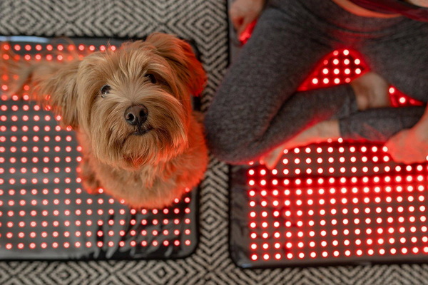 Top 10 Red Light Therapy For Dog Manufacturers Global