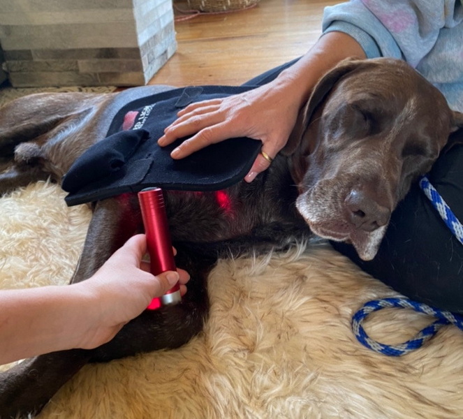 red light therapy device for dogs_3
