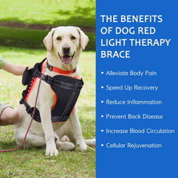 best red light therapy device for dogs_2_1.jpg