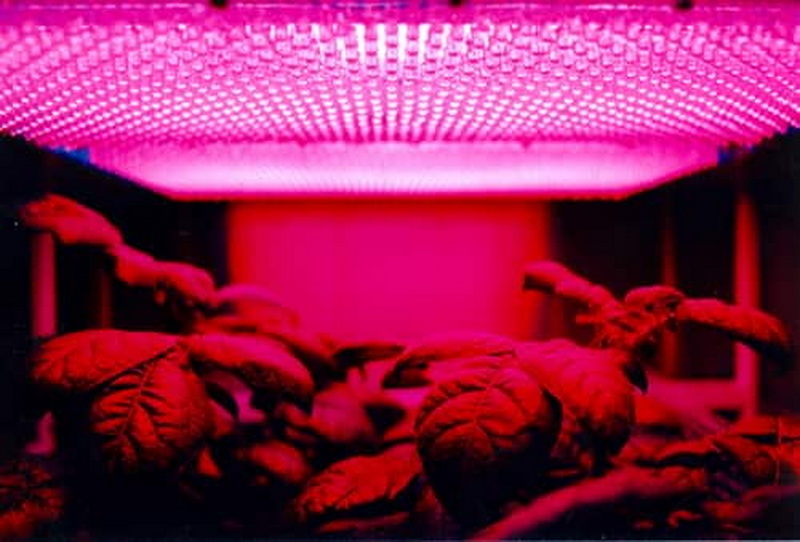 red light therapy device market_1