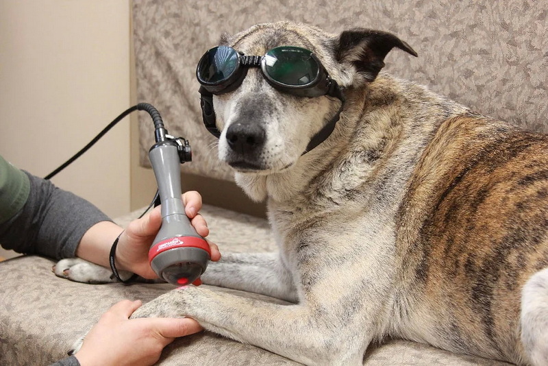 medical grade red light therapy device for animals_2