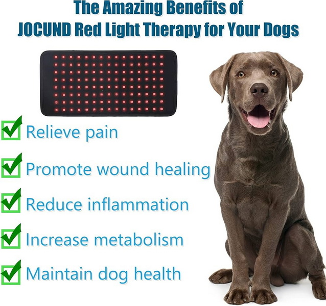 best red light therapy device for dogs_1_1