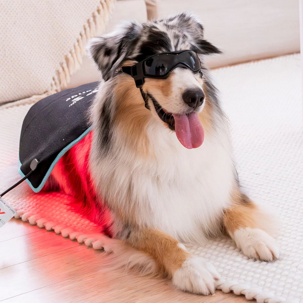 Top 10 Red Light Therapy For Dog Manufacturers In China