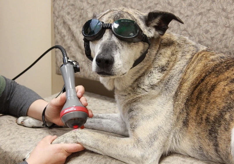 red light therapy device for veterinarians_1