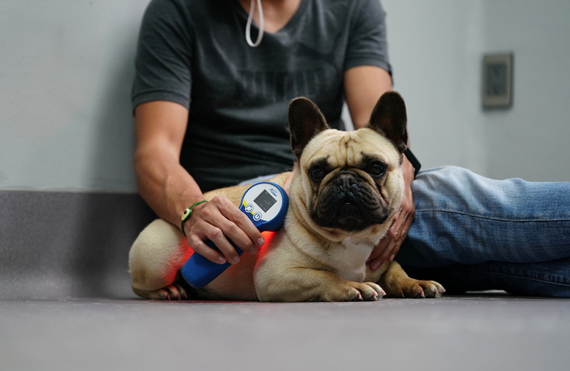 medical grade red light therapy device for animals_1